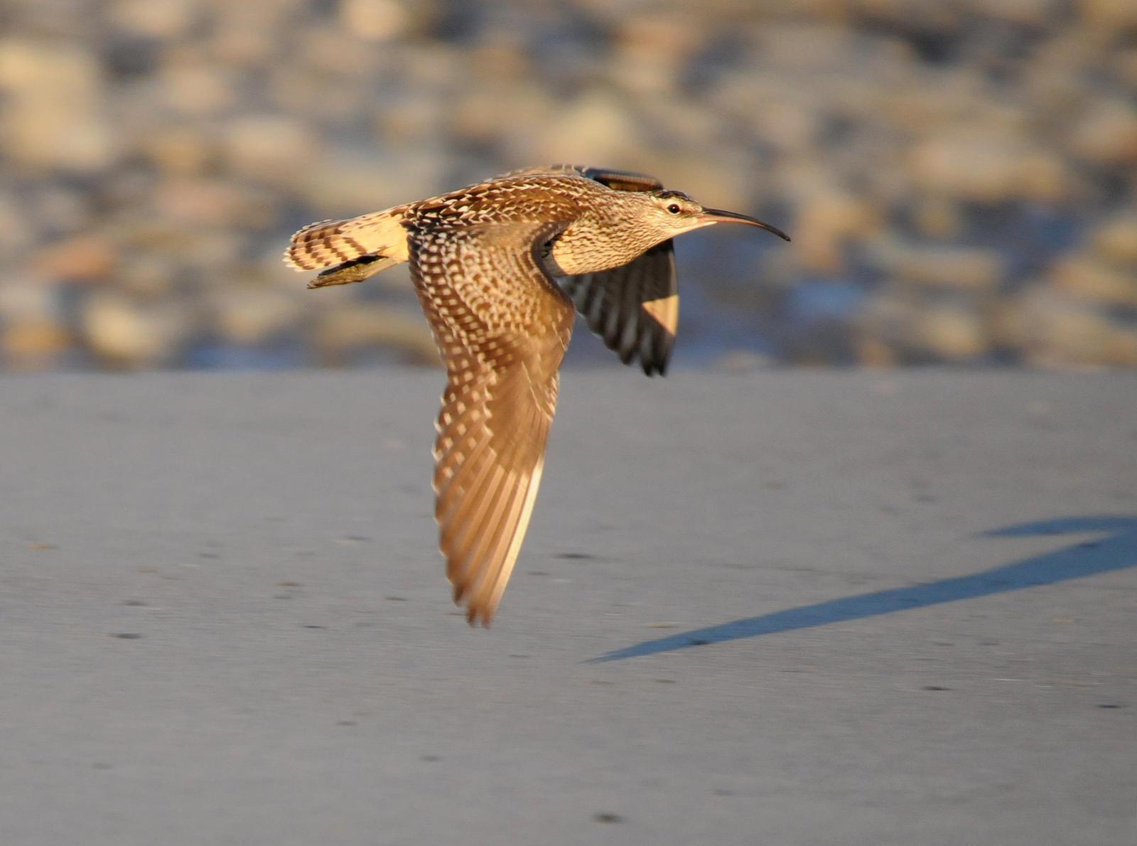 Bristle-thighed Curlew Photo by Steven Mlodinow