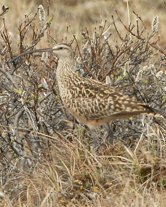 Bristle-thighed Curlew Photo by David Hollie