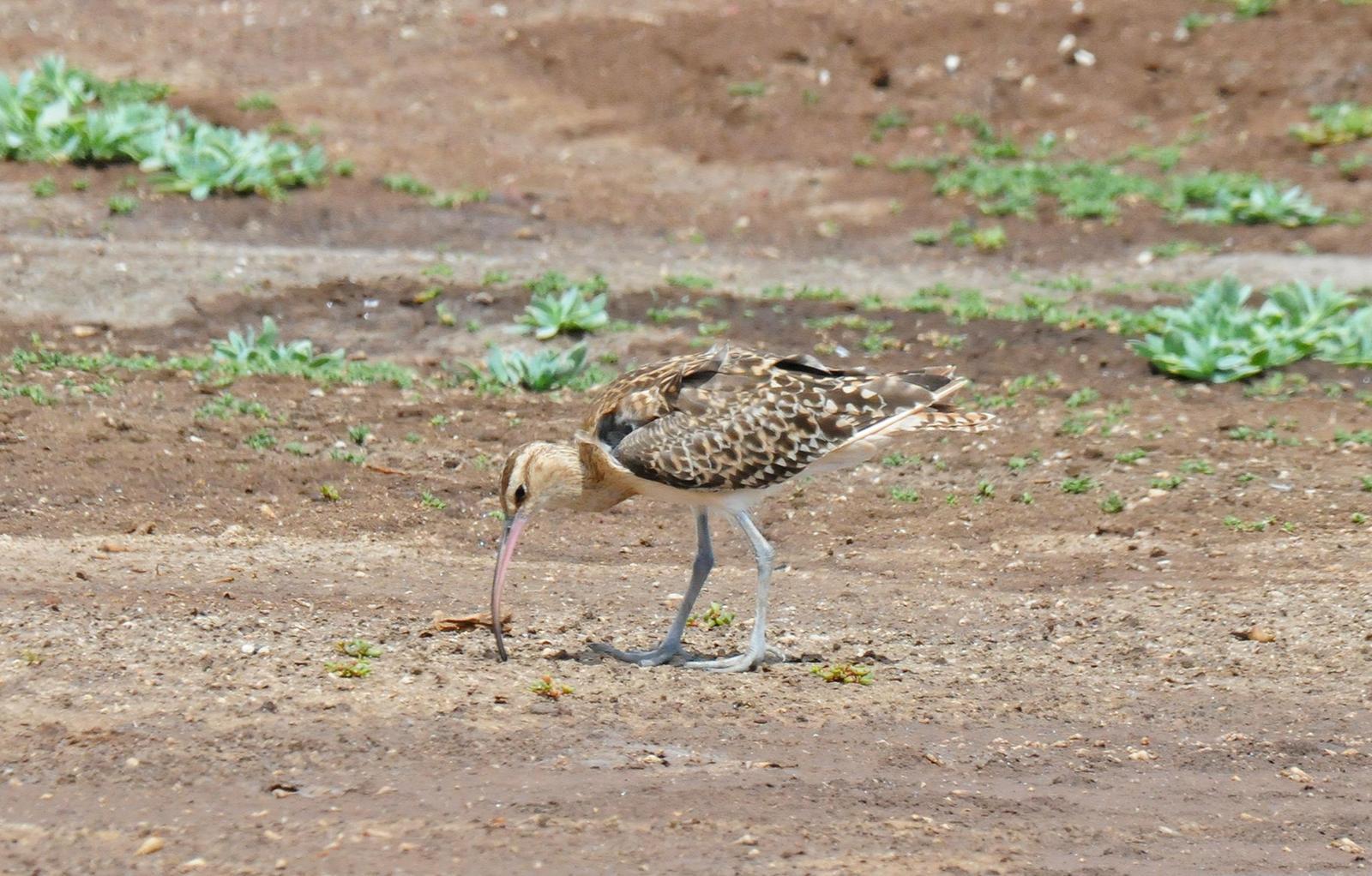 Bristle-thighed Curlew Photo by Steven Mlodinow