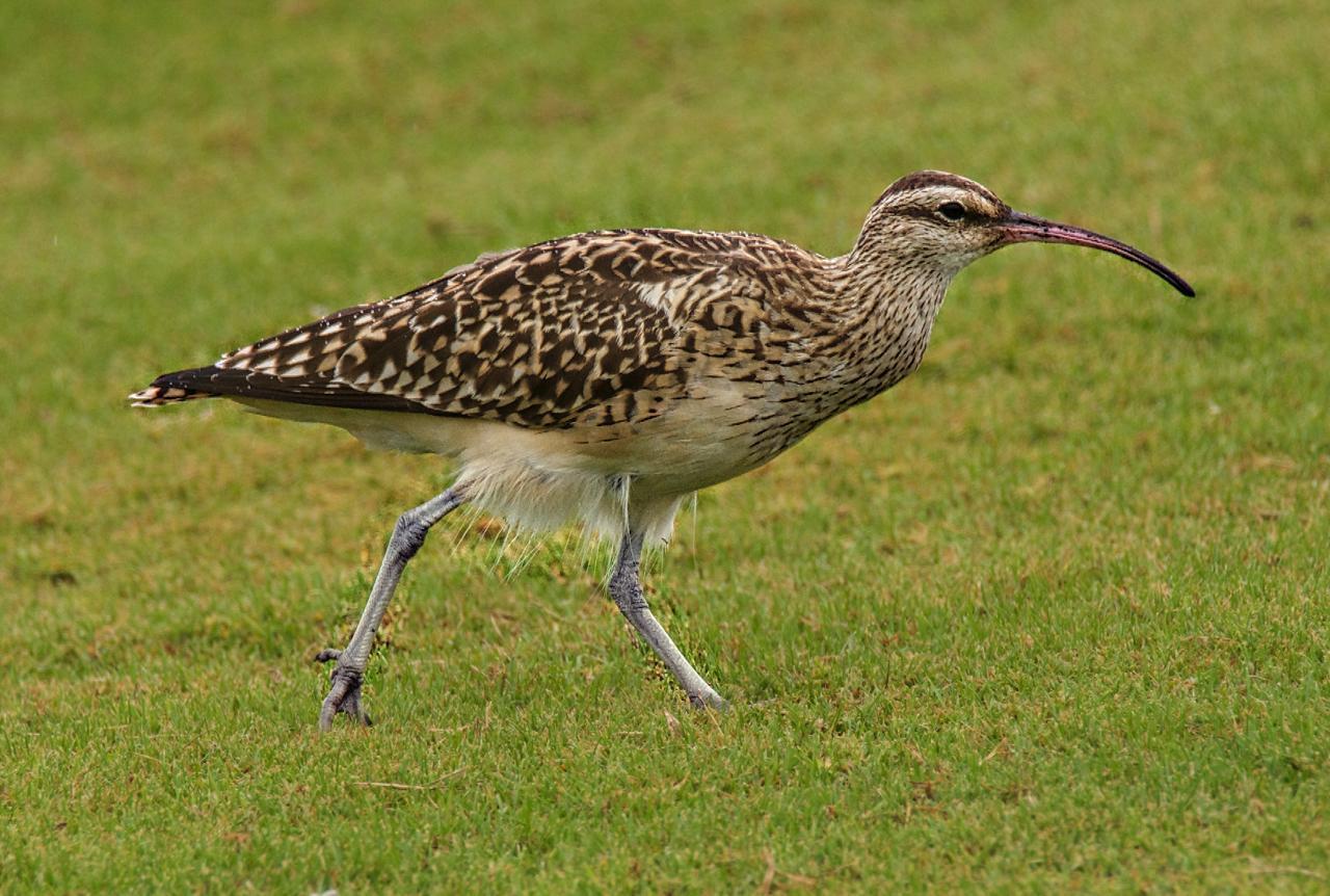 Bristle-thighed Curlew Photo by Brian Avent