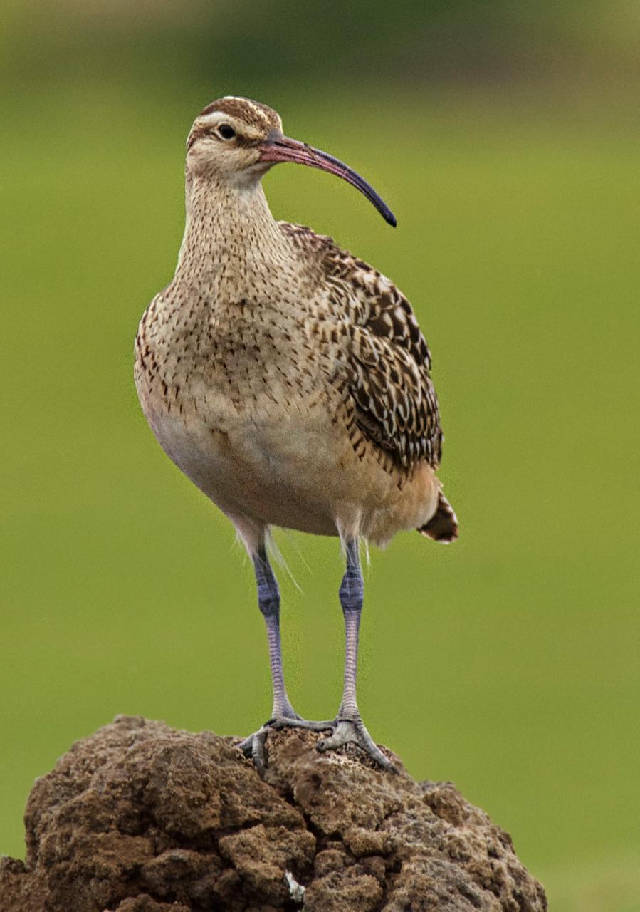 Bristle-thighed Curlew Photo by Brian Avent