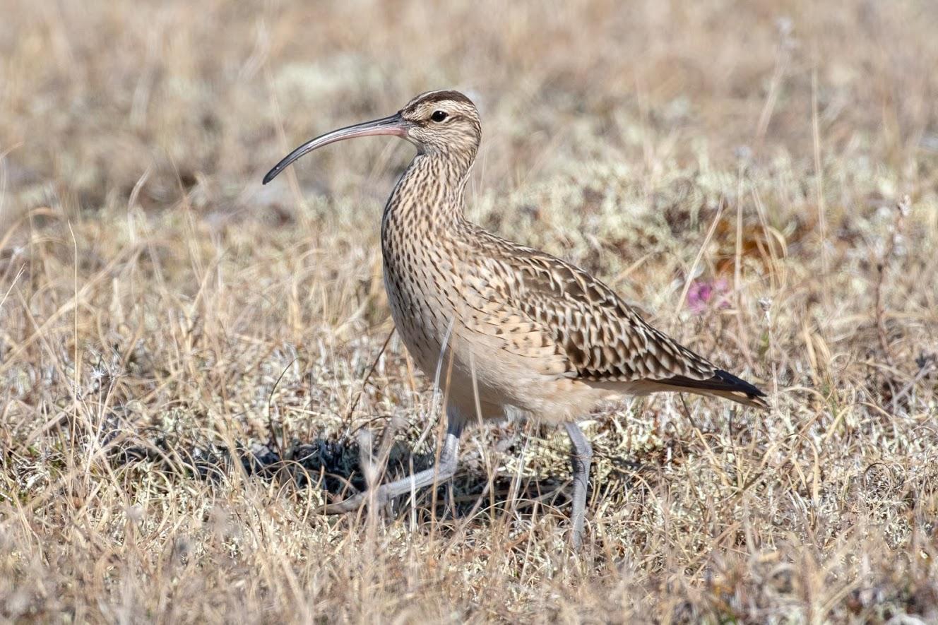 Bristle-thighed Curlew Photo by Kate Persons