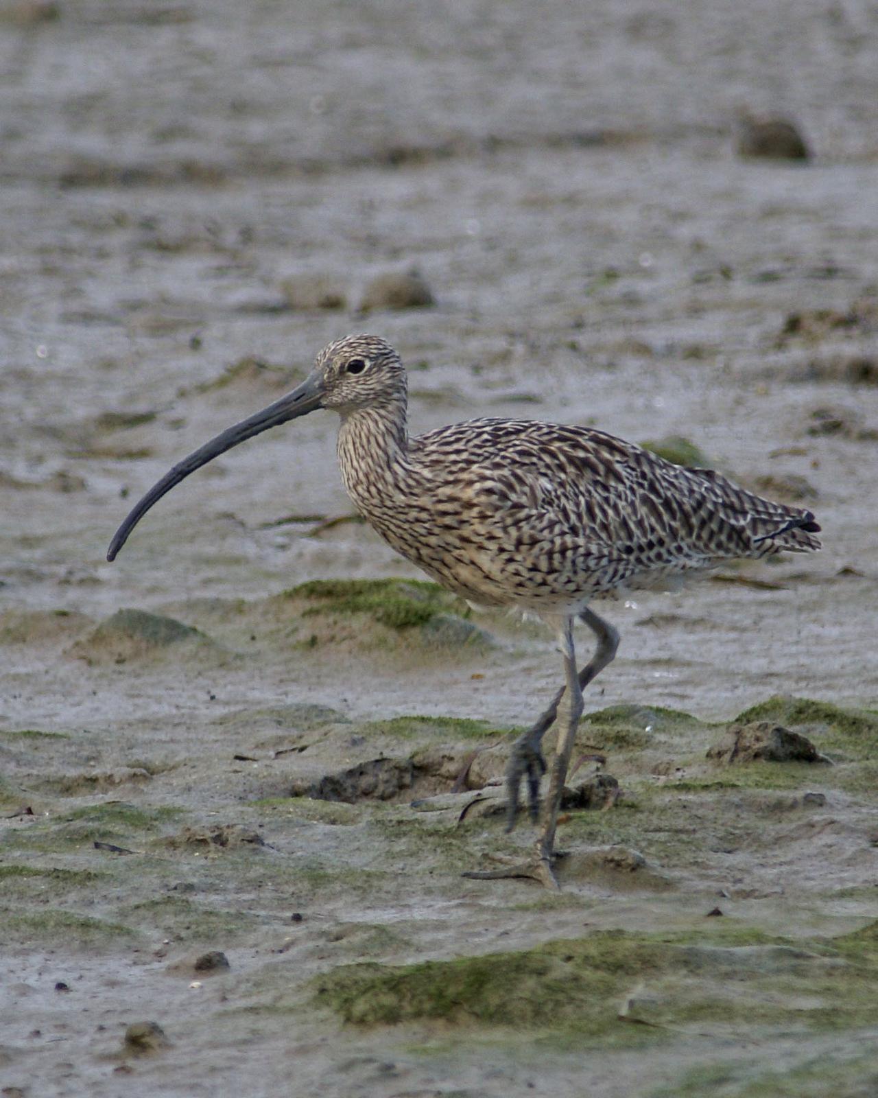 Far Eastern Curlew Photo by Steve Percival