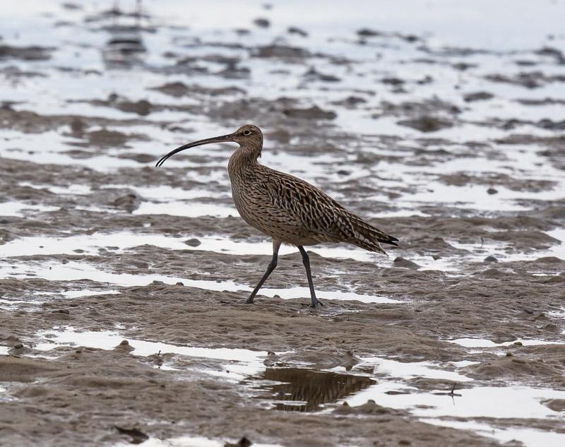 Far Eastern Curlew Photo by Roger Williams