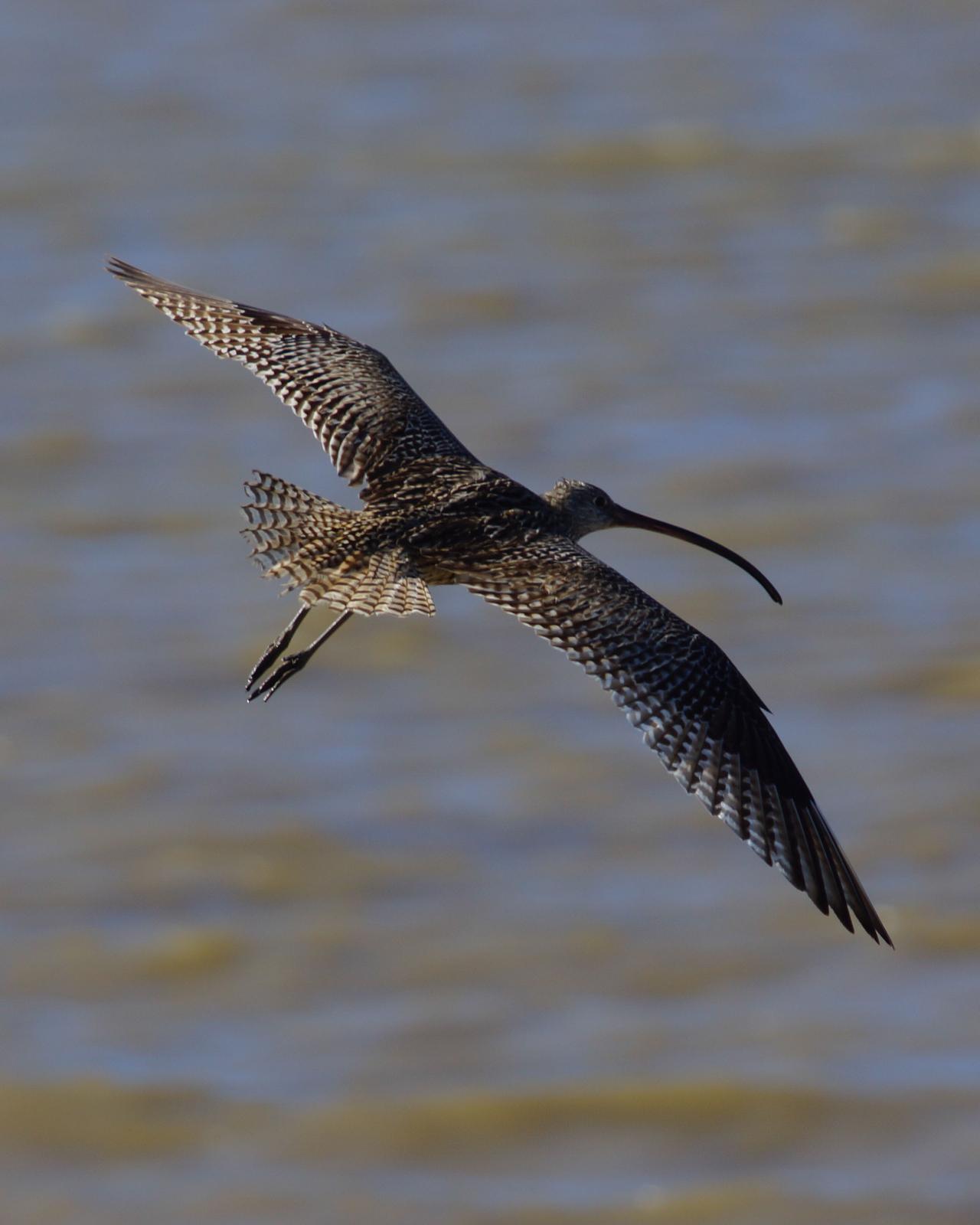 Far Eastern Curlew Photo by Steve Percival