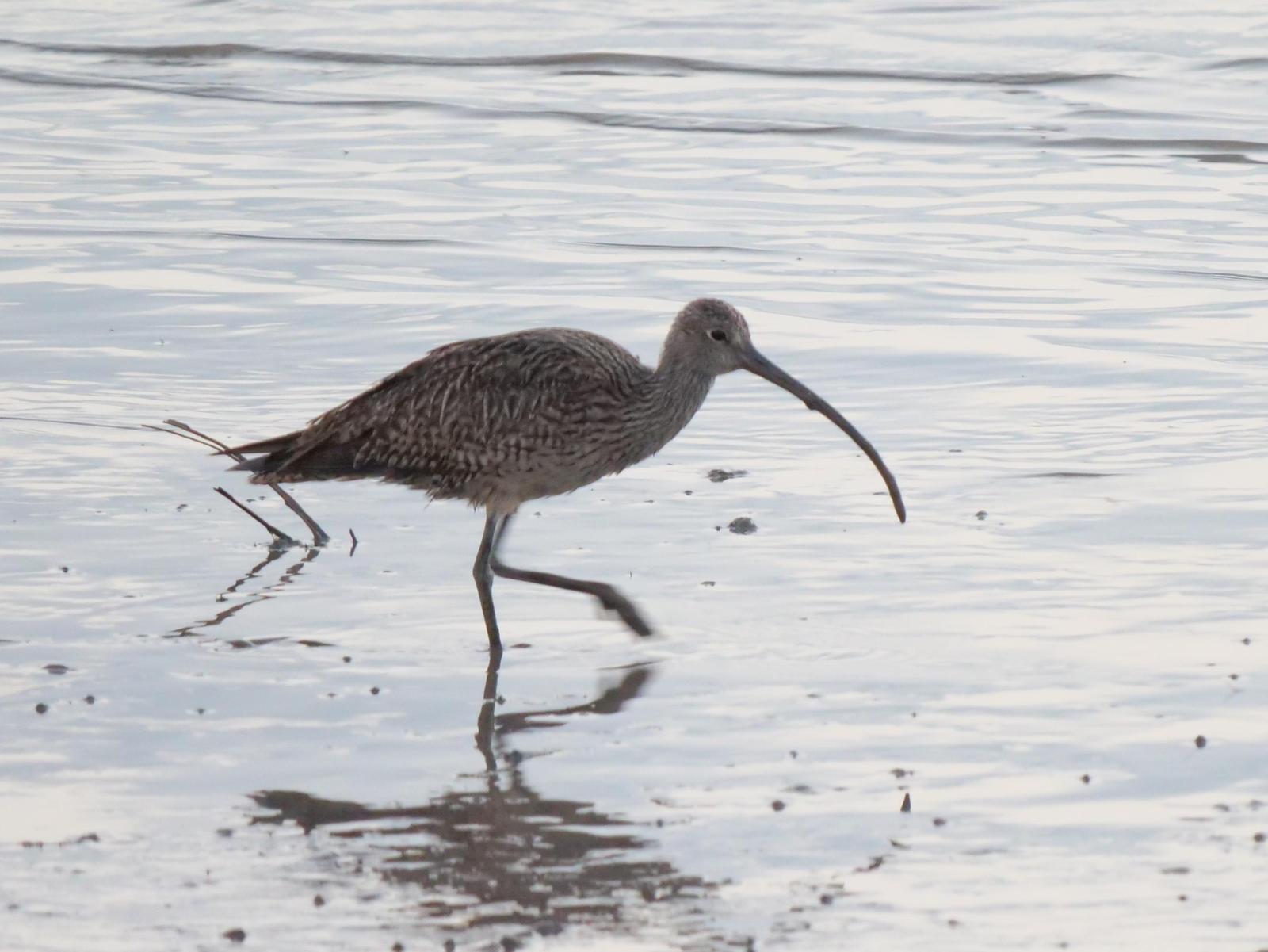 Far Eastern Curlew Photo by Peter Lowe