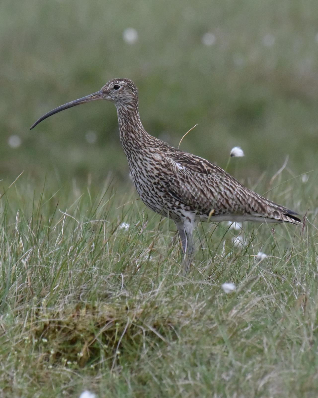 Eurasian Curlew Photo by Emily Percival