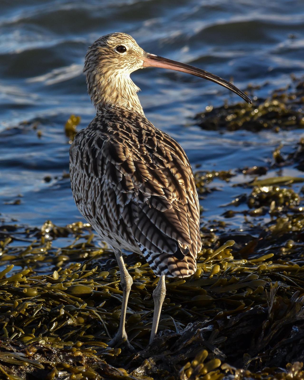 Eurasian Curlew Photo by Emily Percival