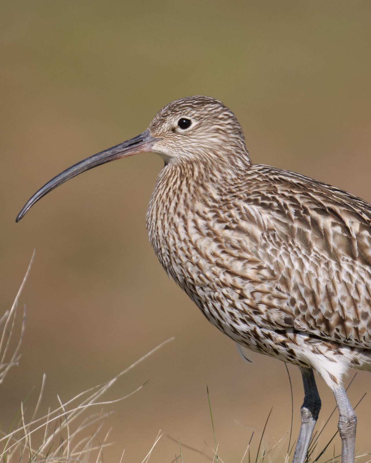 Eurasian Curlew Photo by Steve Percival