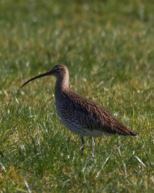 Eurasian Curlew Photo by Natalie Raeber