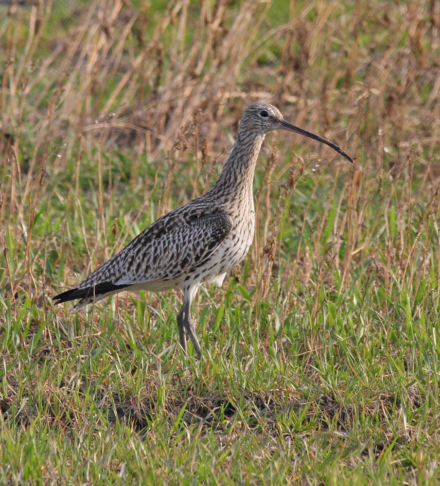 Eurasian Curlew Photo by Peter Boesman