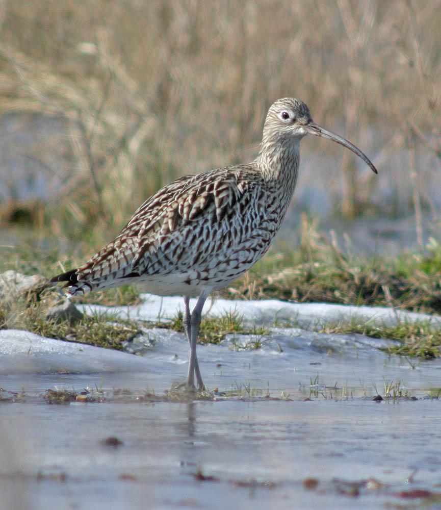 Eurasian Curlew Photo by Peter Boesman
