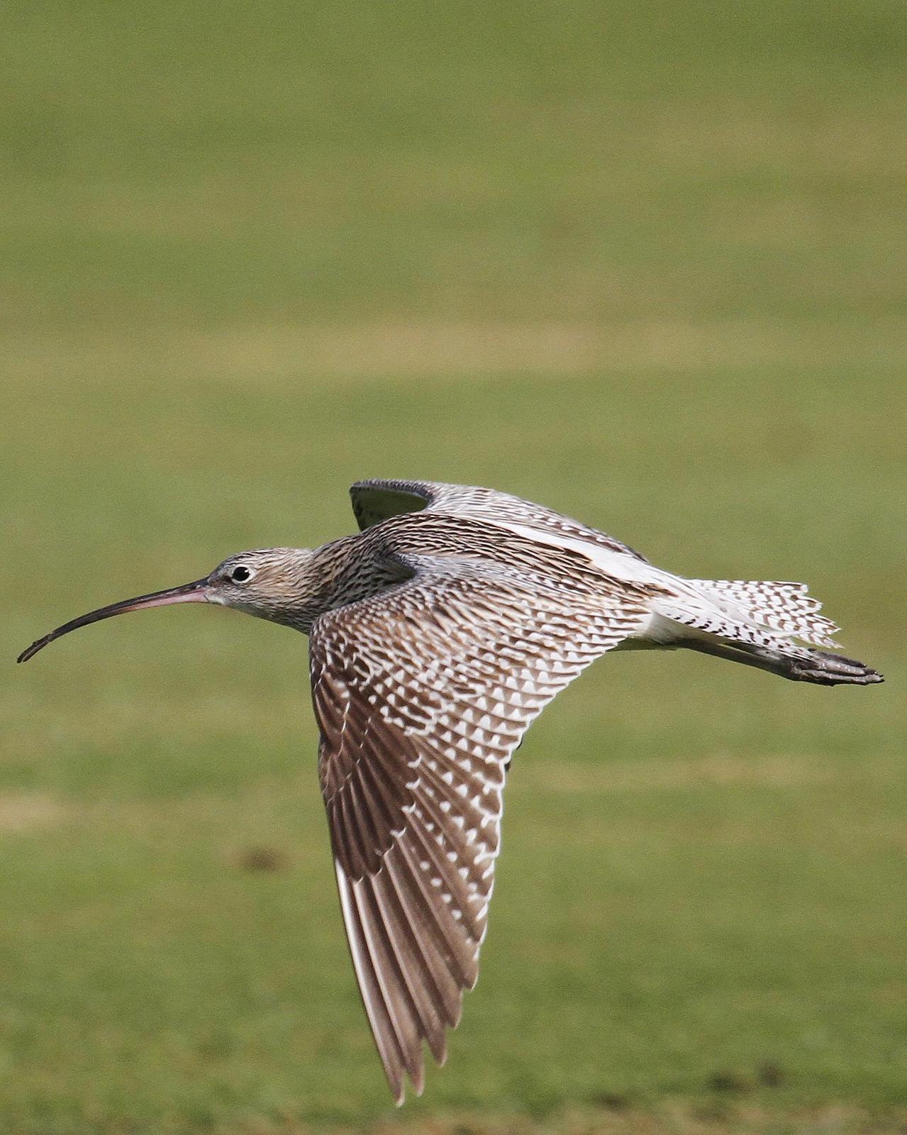 Eurasian Curlew Photo by Isaac Sanchez