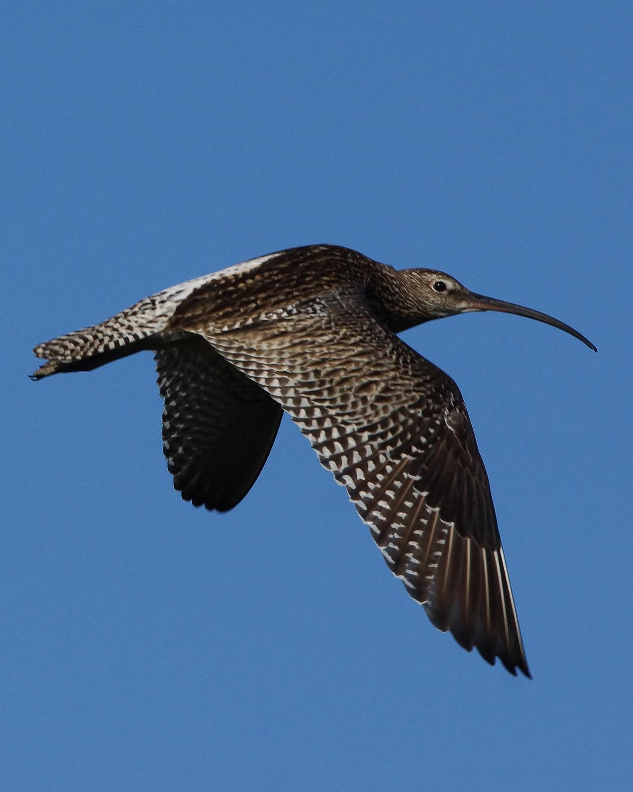 Eurasian Curlew Photo by Steve Percival