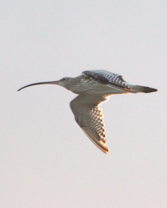 Eurasian Curlew Photo by Mat Gilfedder
