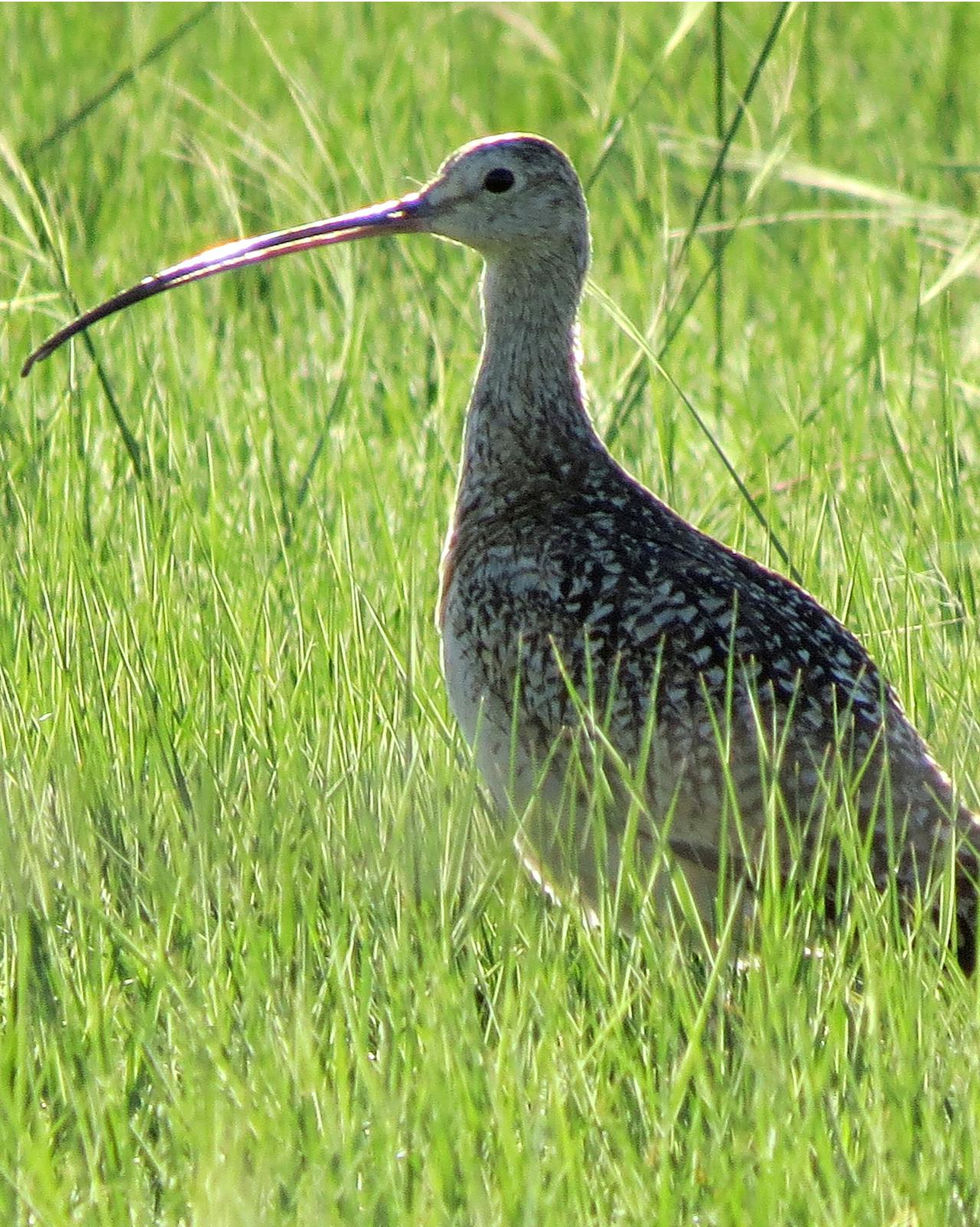 Long-billed Curlew Photo by Kelly Preheim