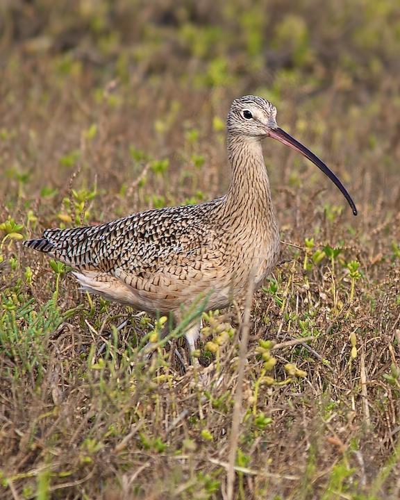 Long-billed Curlew Photo by Denis Rivard