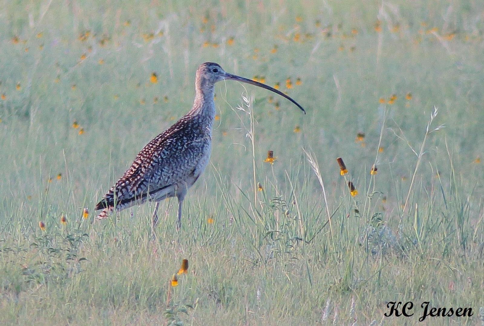 Long-billed Curlew Photo by Kent Jensen