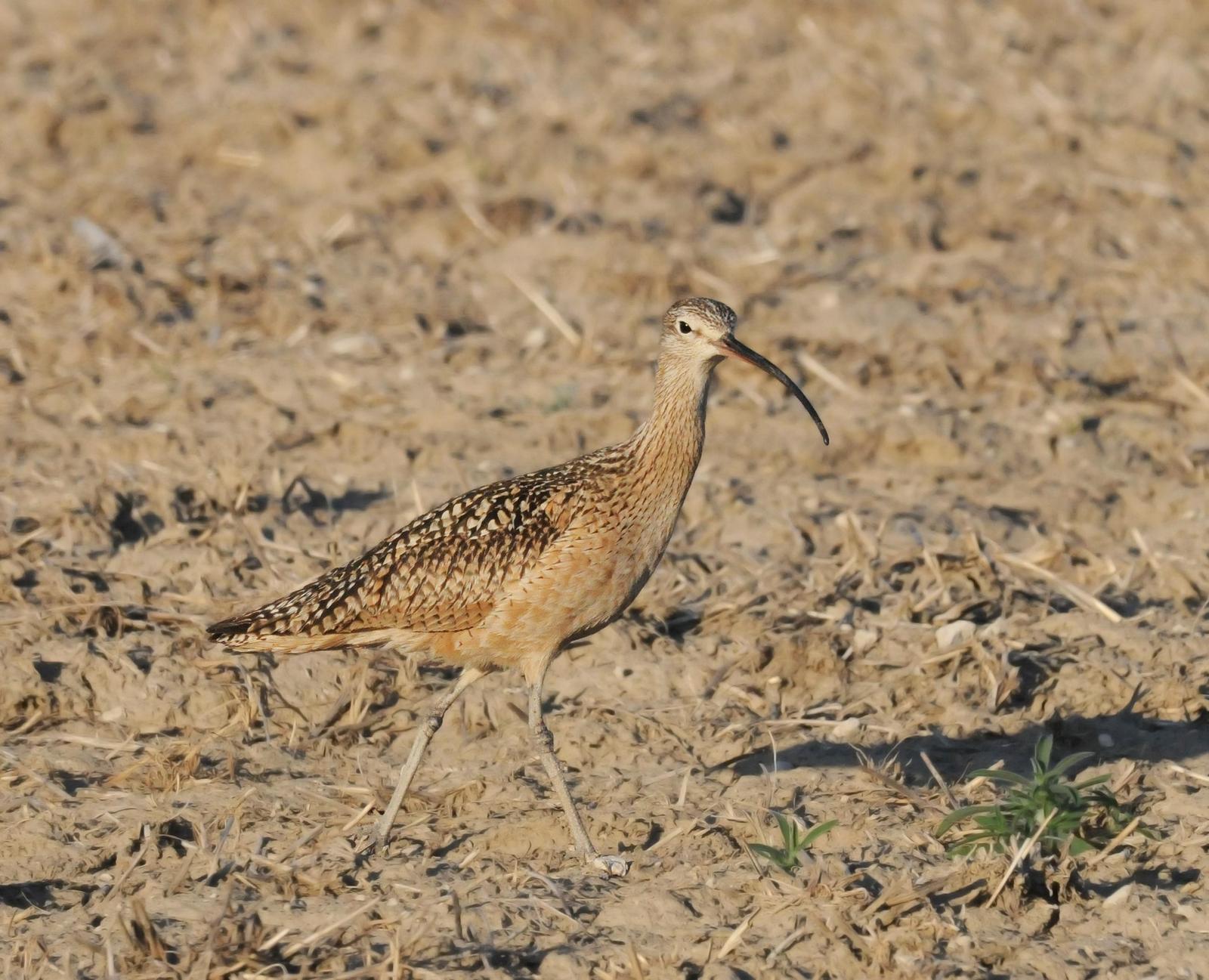 Long-billed Curlew Photo by Steven Mlodinow