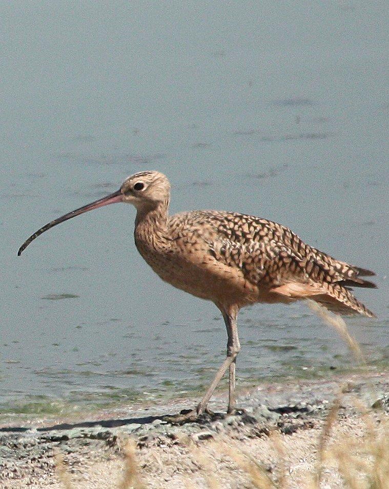 Long-billed Curlew Photo by Andrew Core