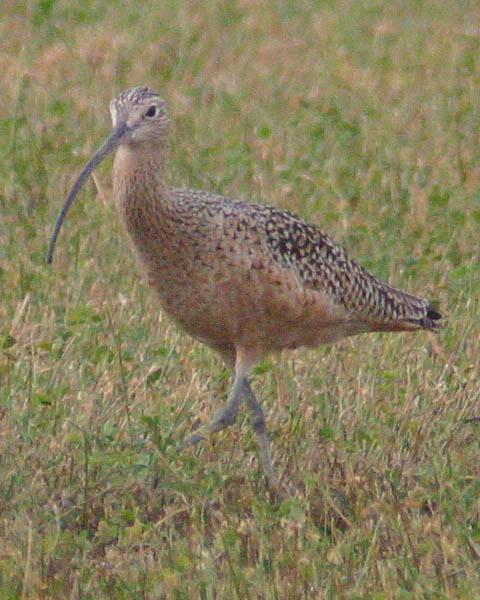 Long-billed Curlew Photo by Kasey Foley
