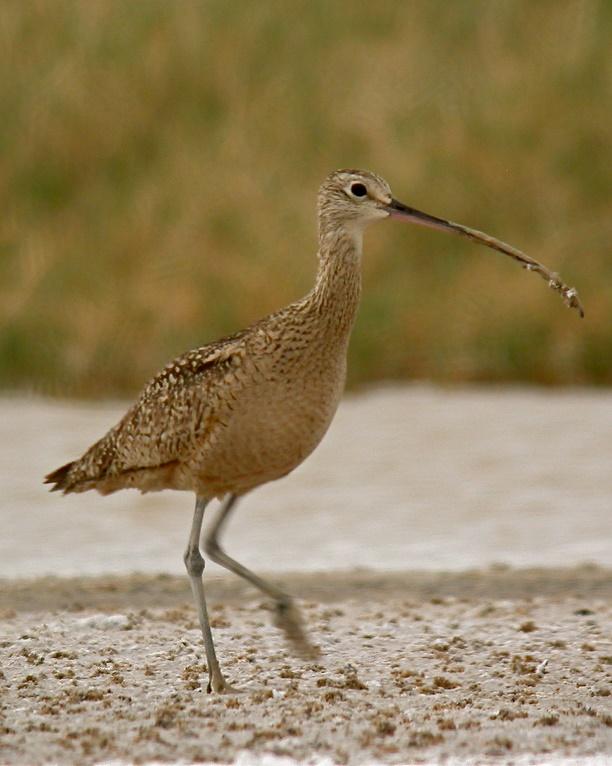Long-billed Curlew Photo by Sean Fitzgerald