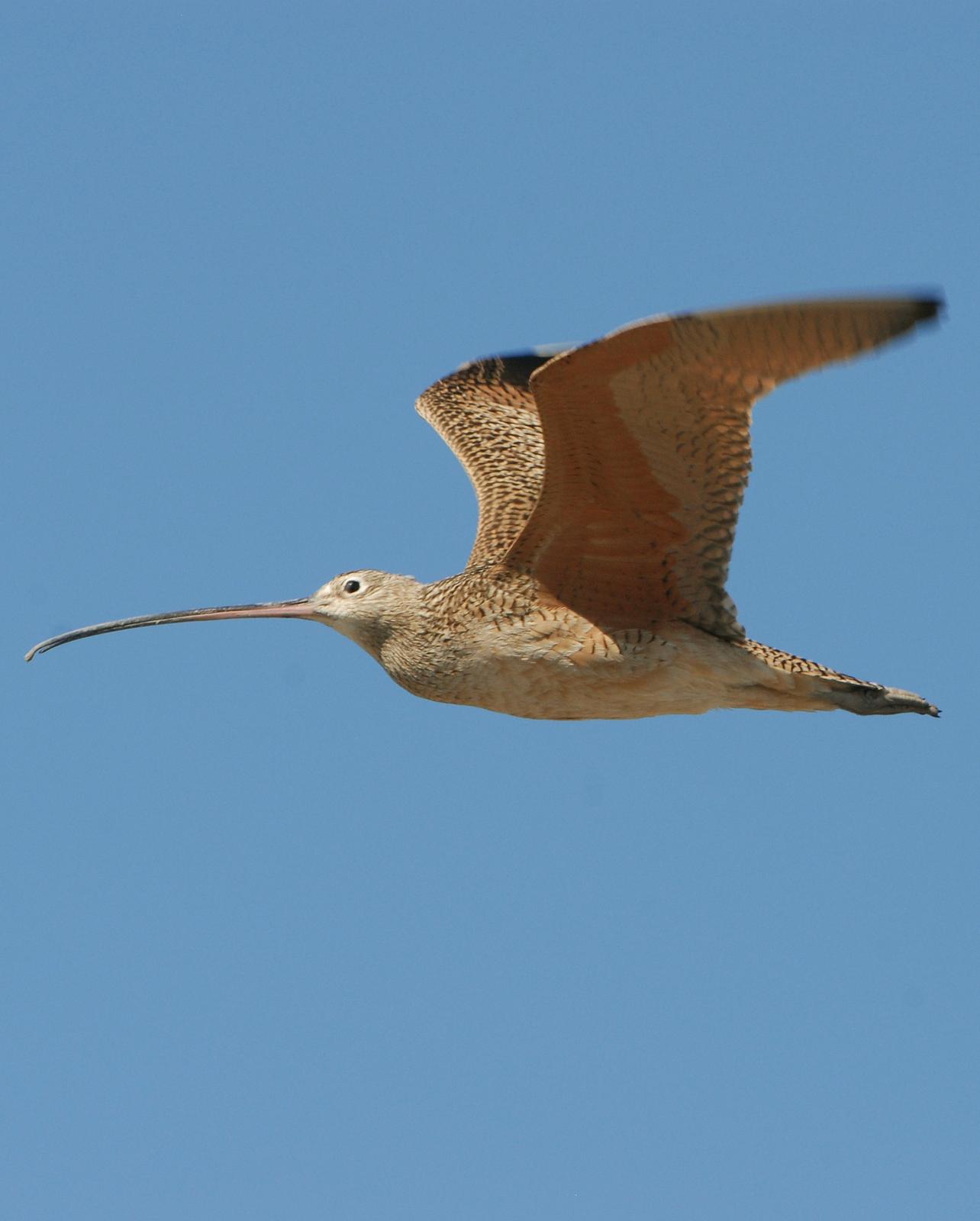 Long-billed Curlew Photo by David Hollie