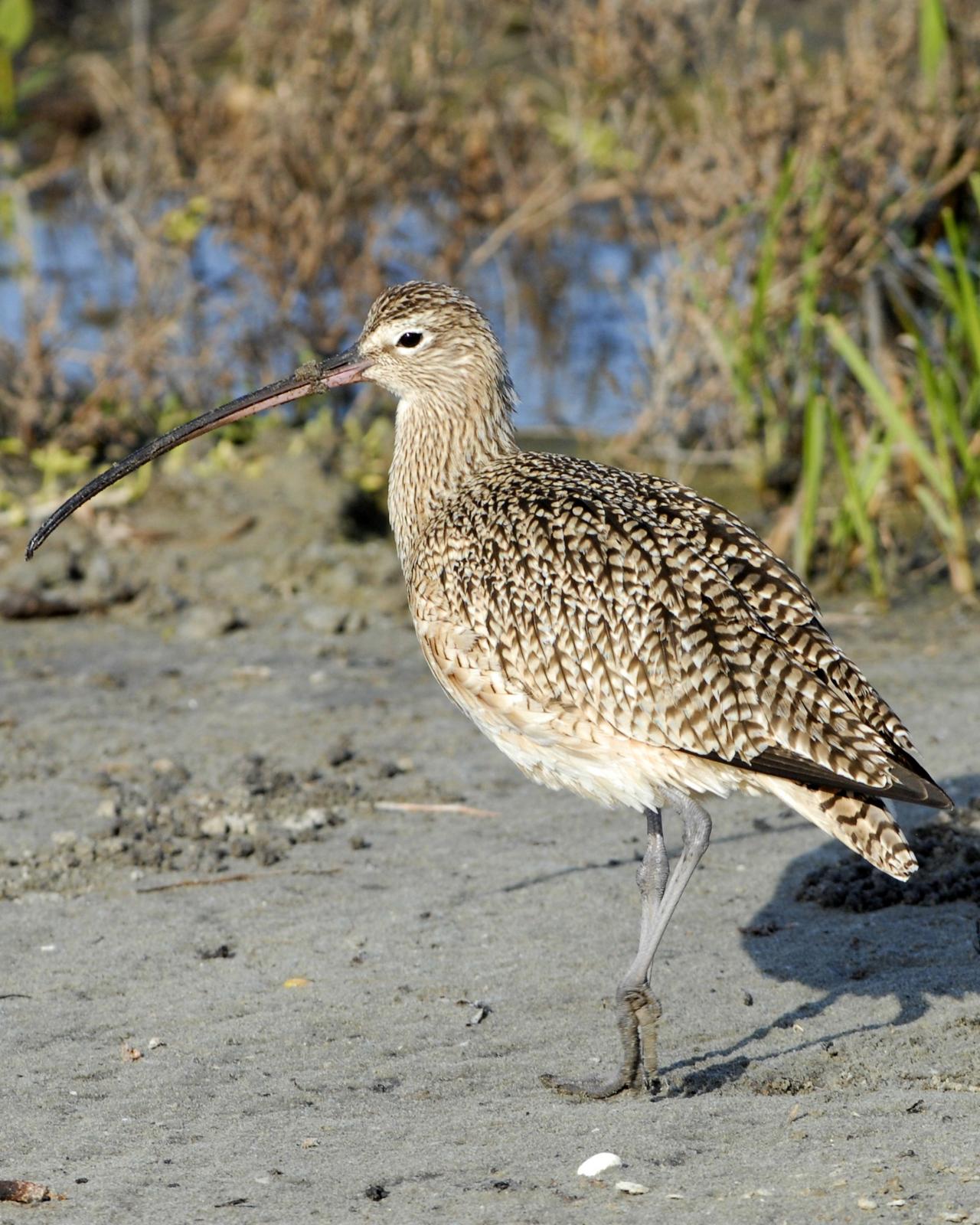 Long-billed Curlew Photo by David Hollie