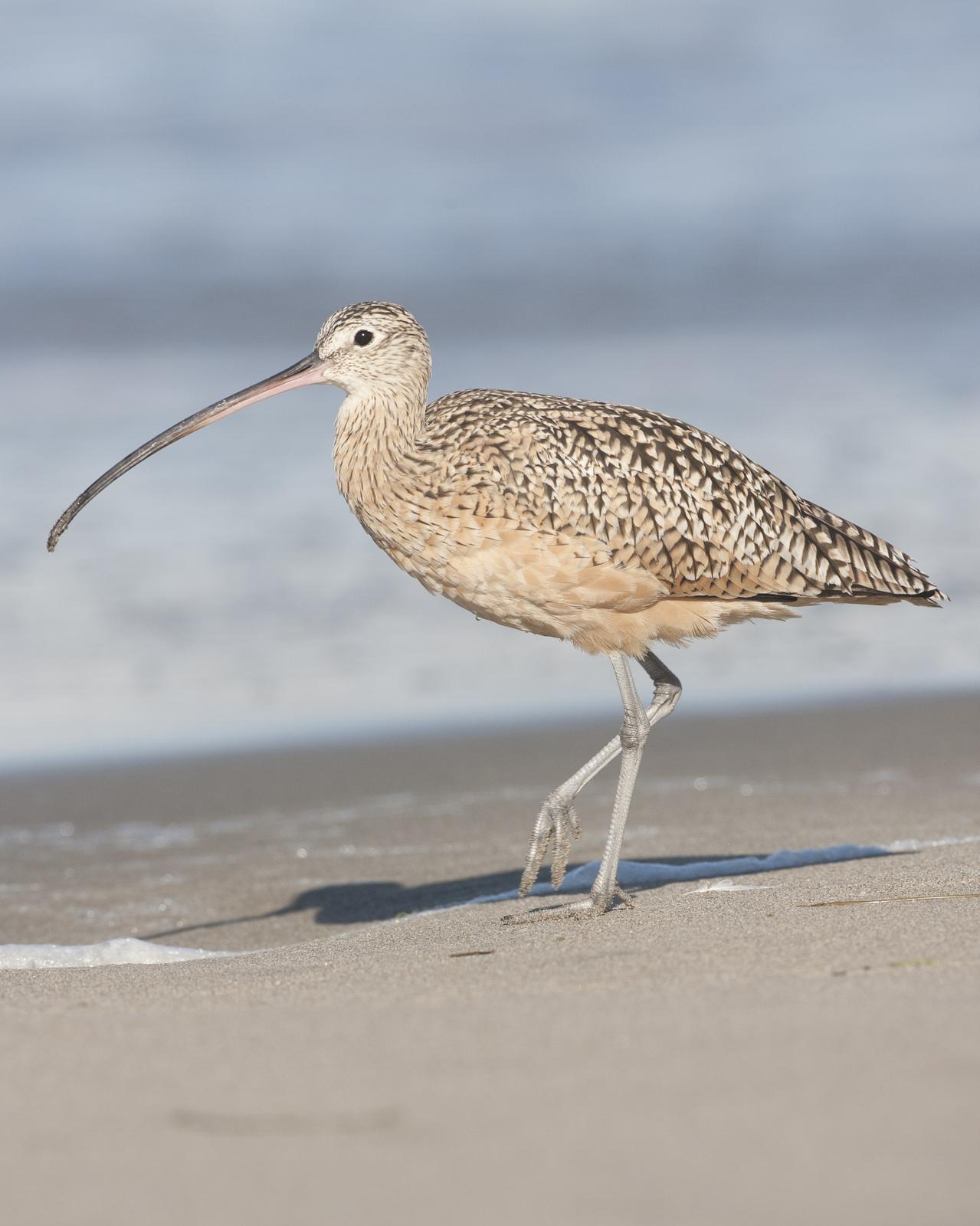 Long-billed Curlew Photo by Jeff Moore