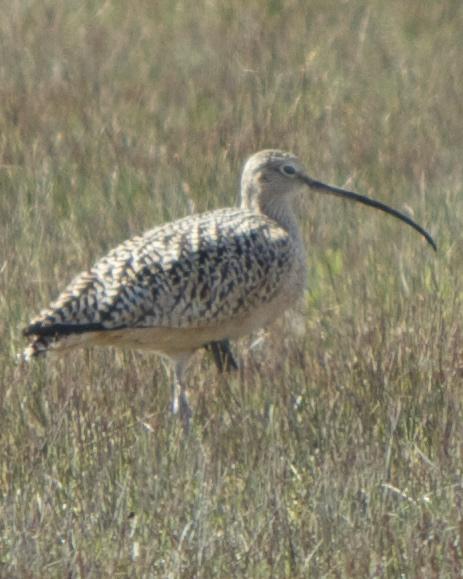 Long-billed Curlew Photo by Mark Baldwin