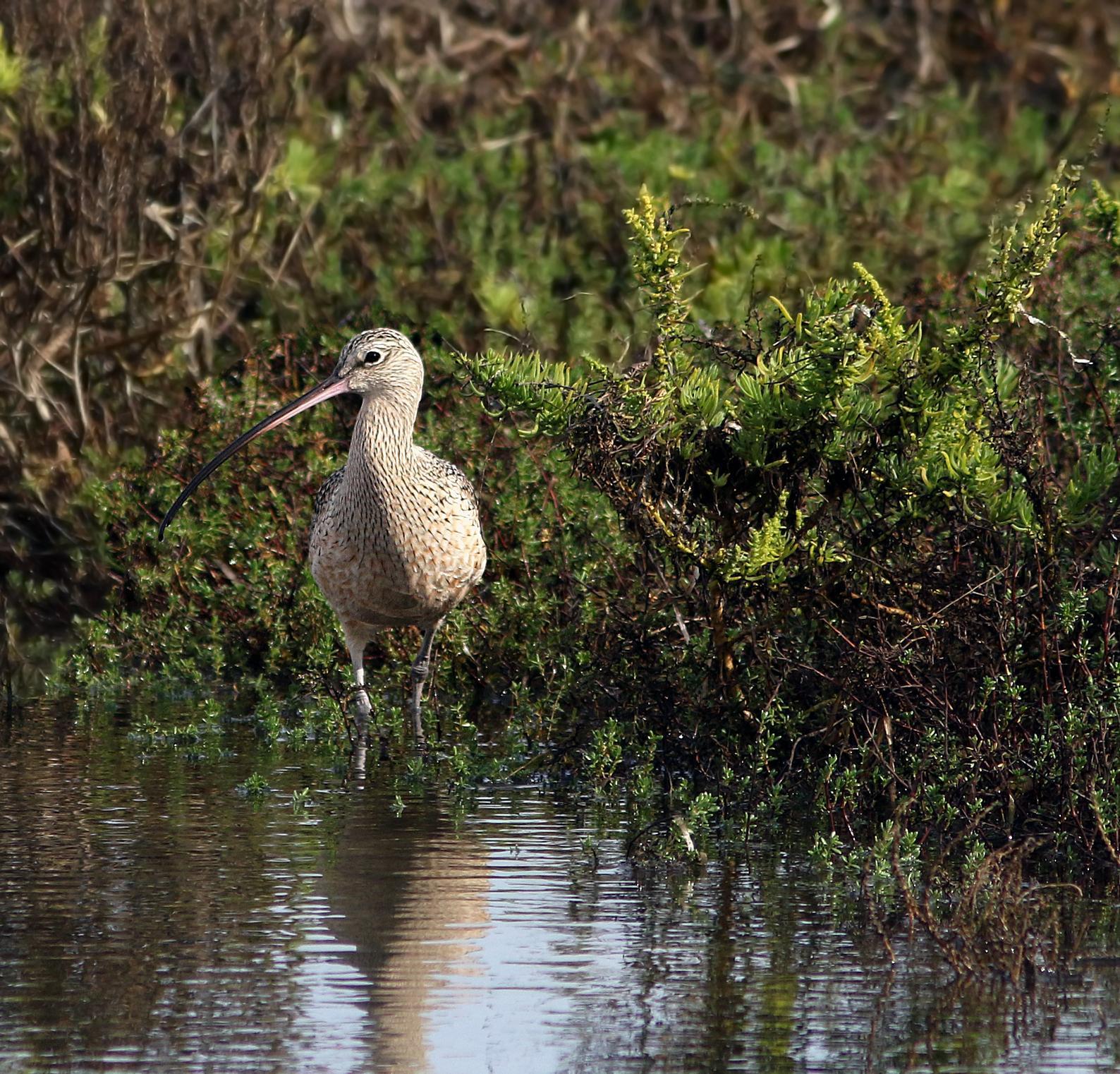 Long-billed Curlew Photo by Joseph Pescatore