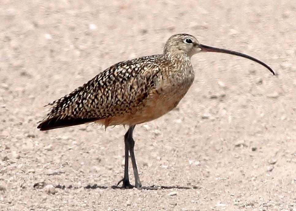Long-billed Curlew Photo by Tom Gannon
