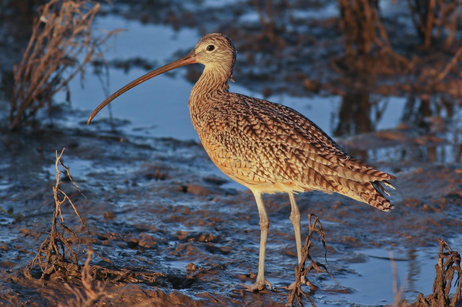 Long-billed Curlew Photo by Tom Ford-Hutchinson