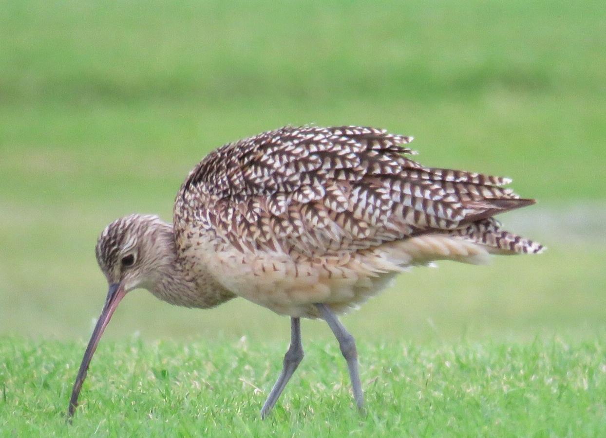 Long-billed Curlew Photo by Lisa Cancade Hackett