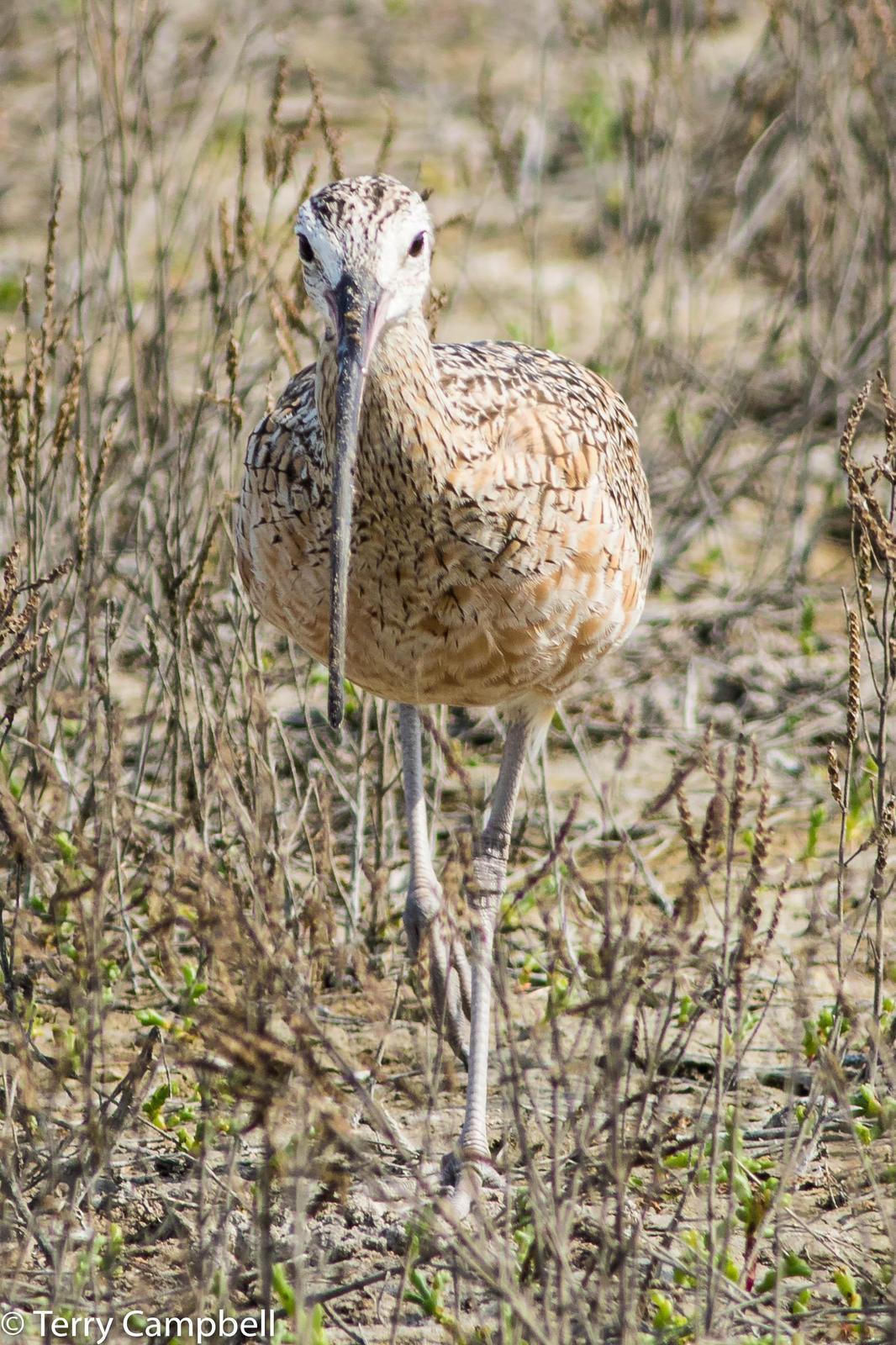 Long-billed Curlew Photo by Terry Campbell