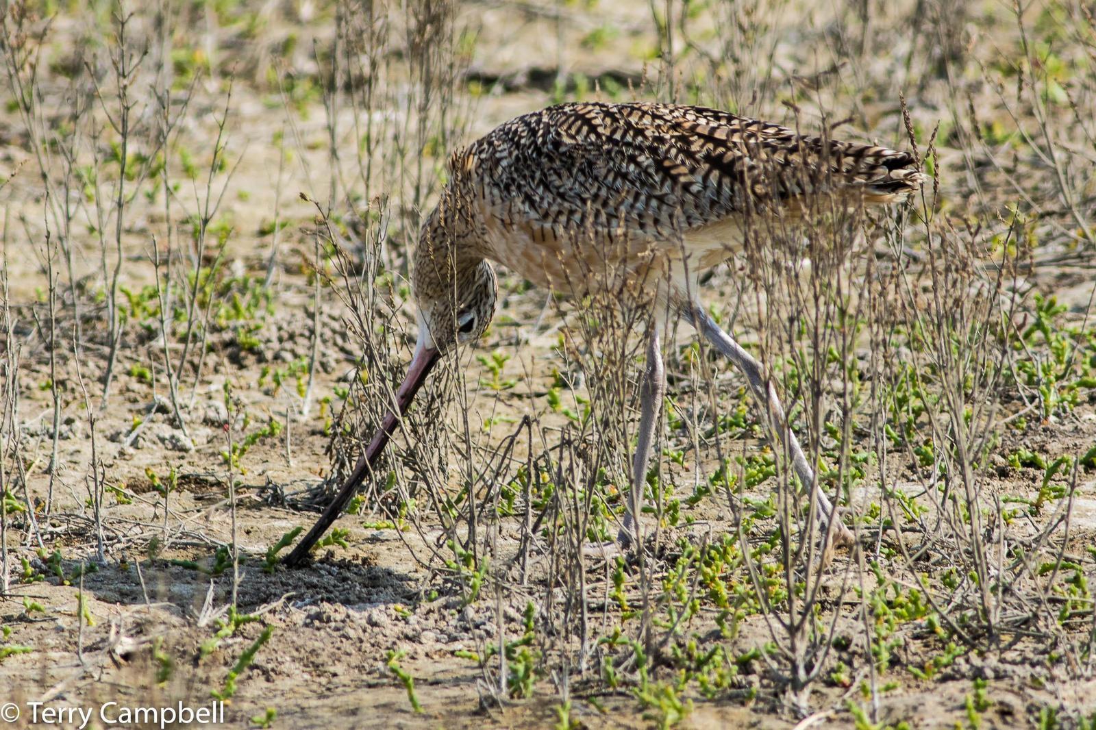 Long-billed Curlew Photo by Terry Campbell