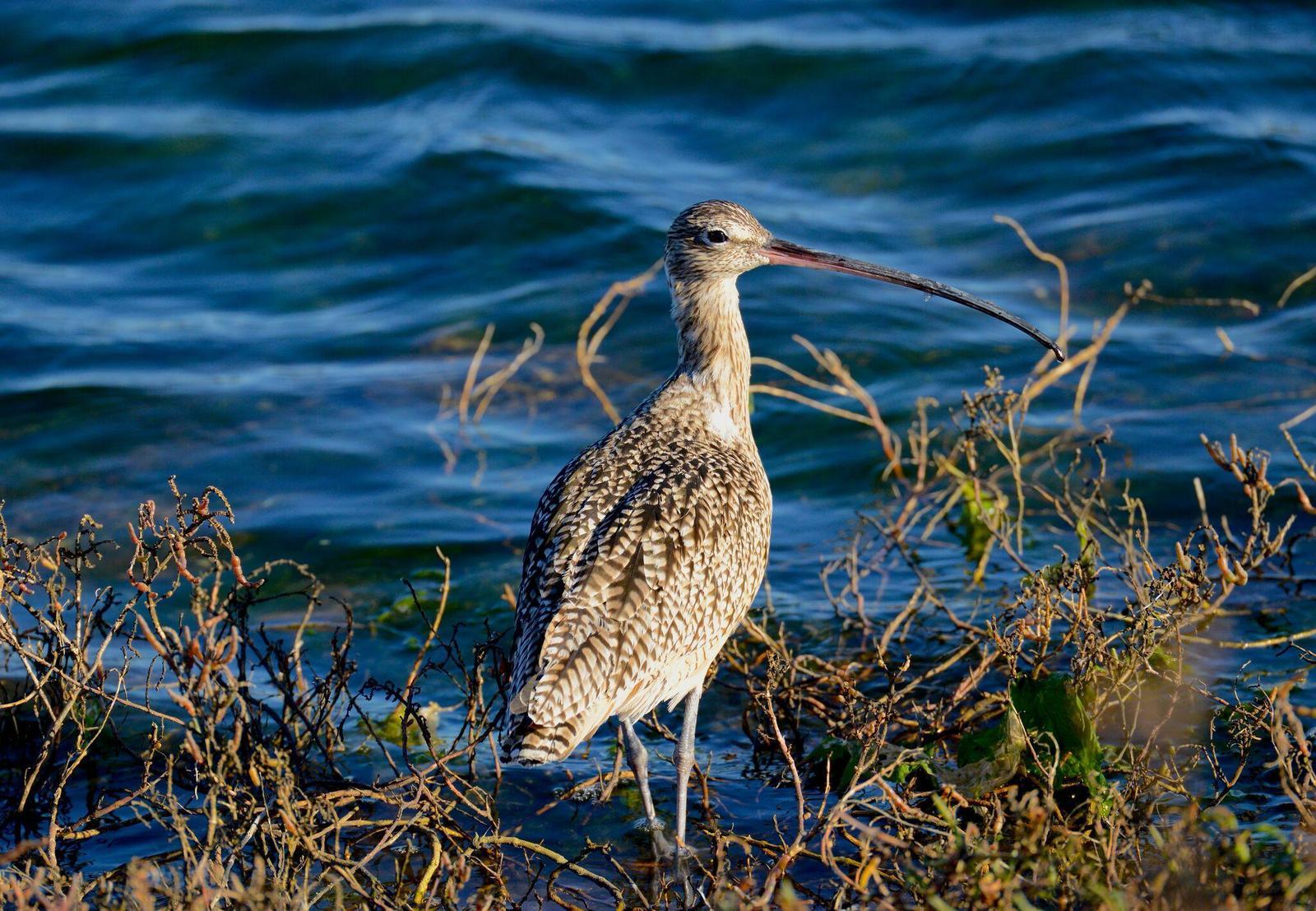 Long-billed Curlew Photo by Logan  Southall 