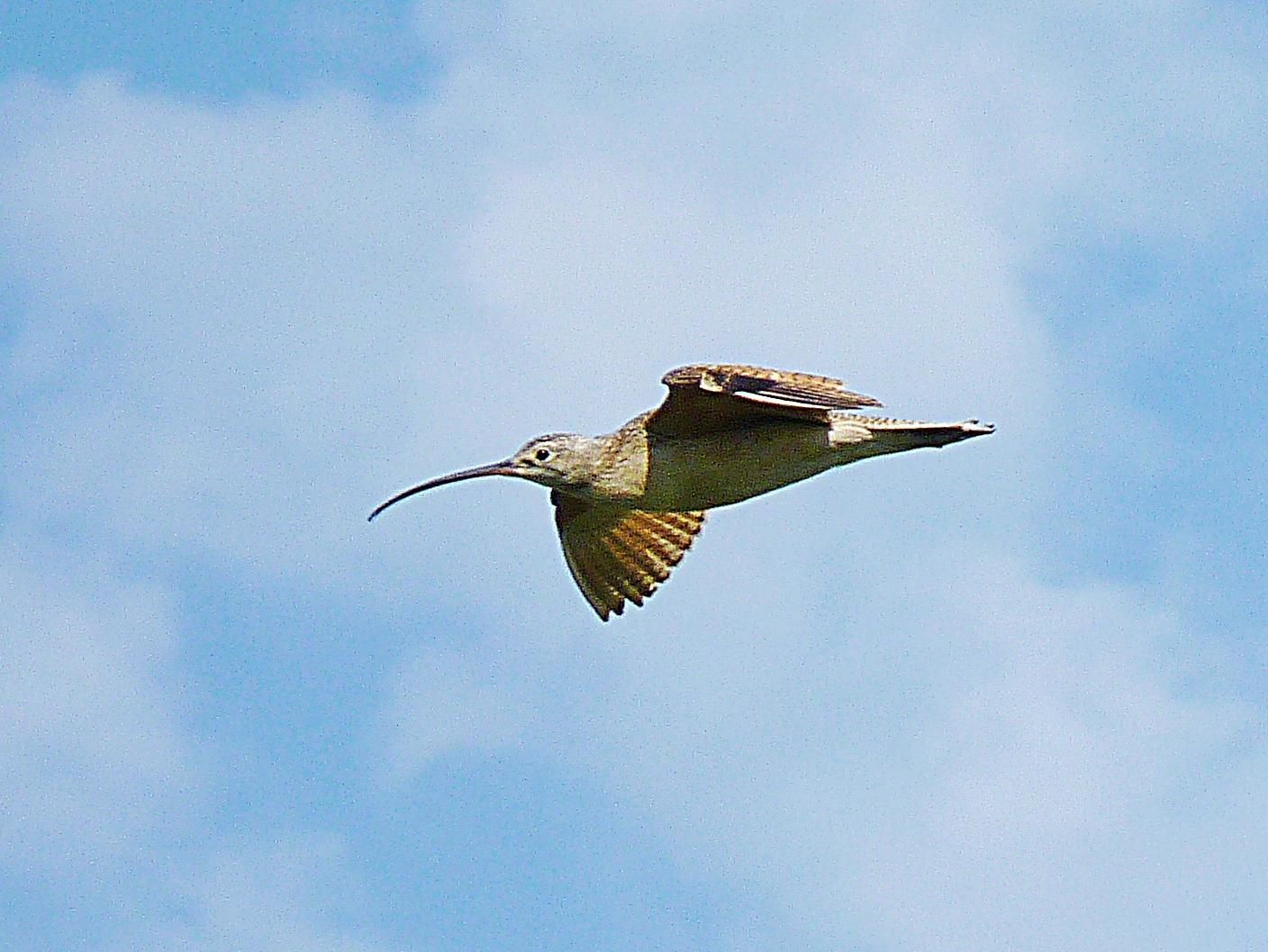 Long-billed Curlew Photo by Bob Neugebauer