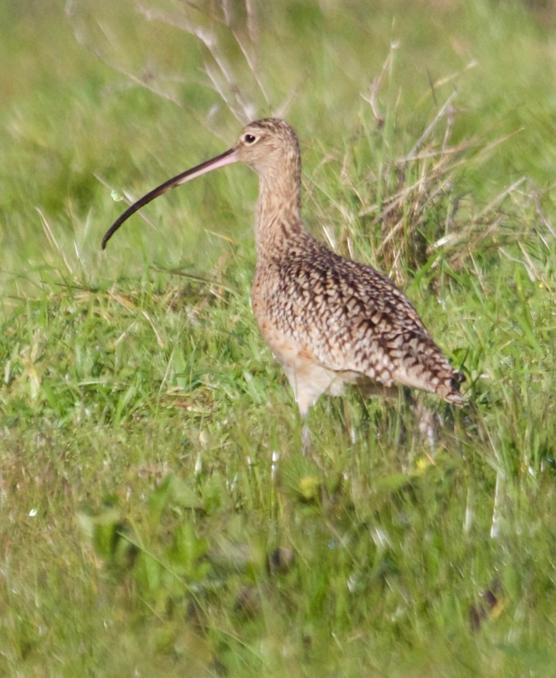 Long-billed Curlew Photo by Rob O'Donnell