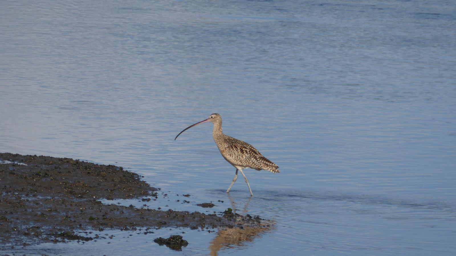Long-billed Curlew Photo by Daliel Leite