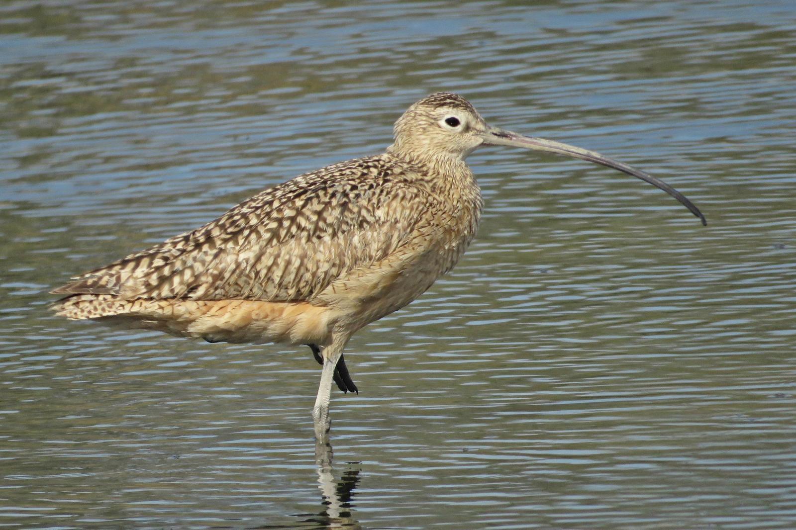 Long-billed Curlew Photo by Bob Neugebauer