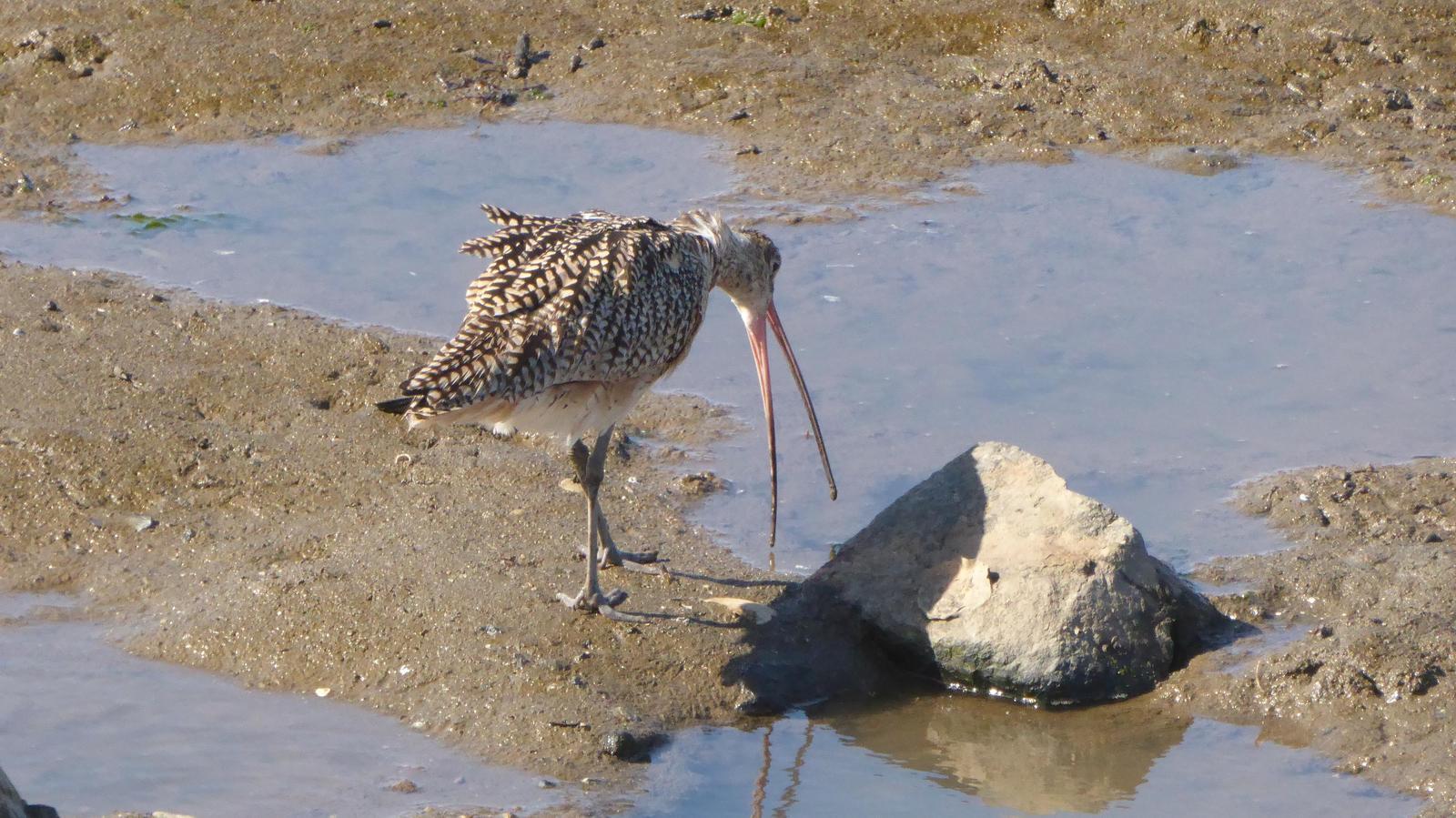 Long-billed Curlew Photo by Daliel Leite