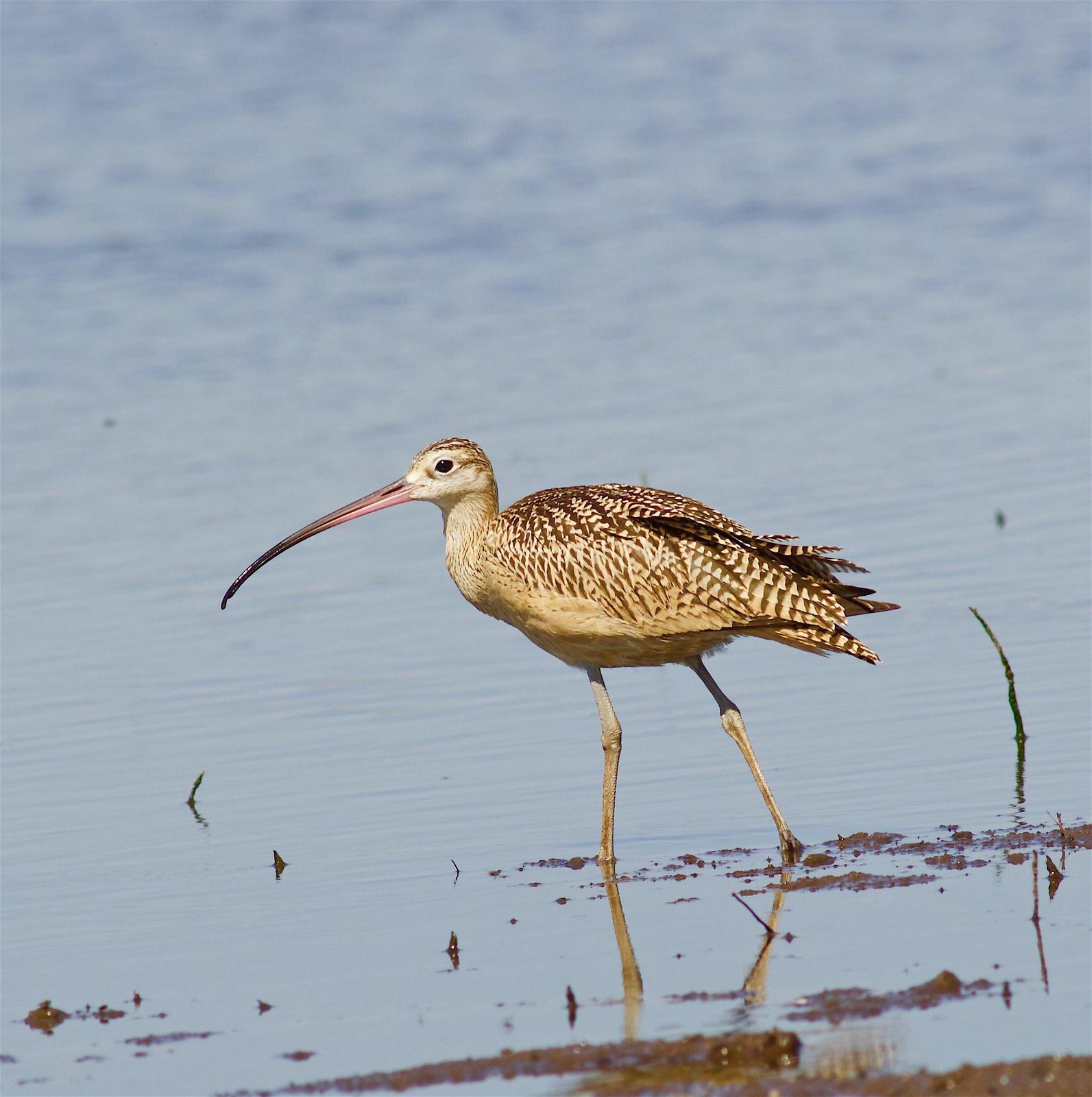Long-billed Curlew Photo by Kathryn Keith