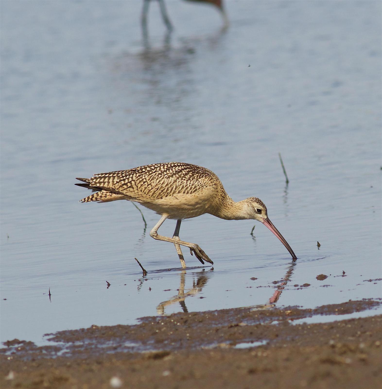 Long-billed Curlew Photo by Kathryn Keith