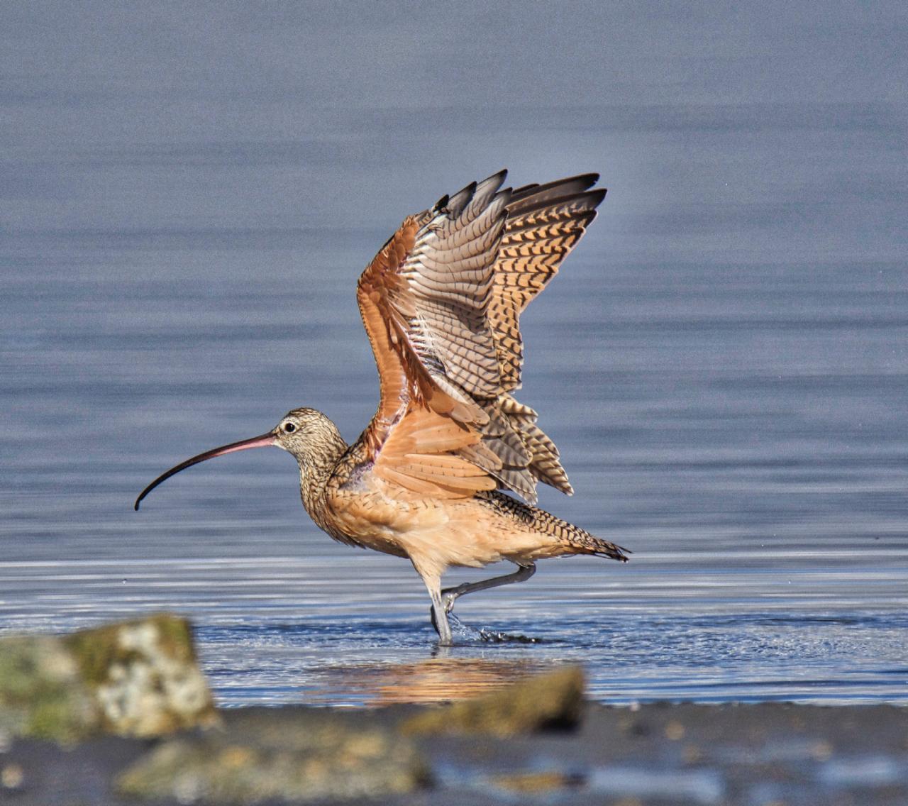 Long-billed Curlew Photo by Brian Avent