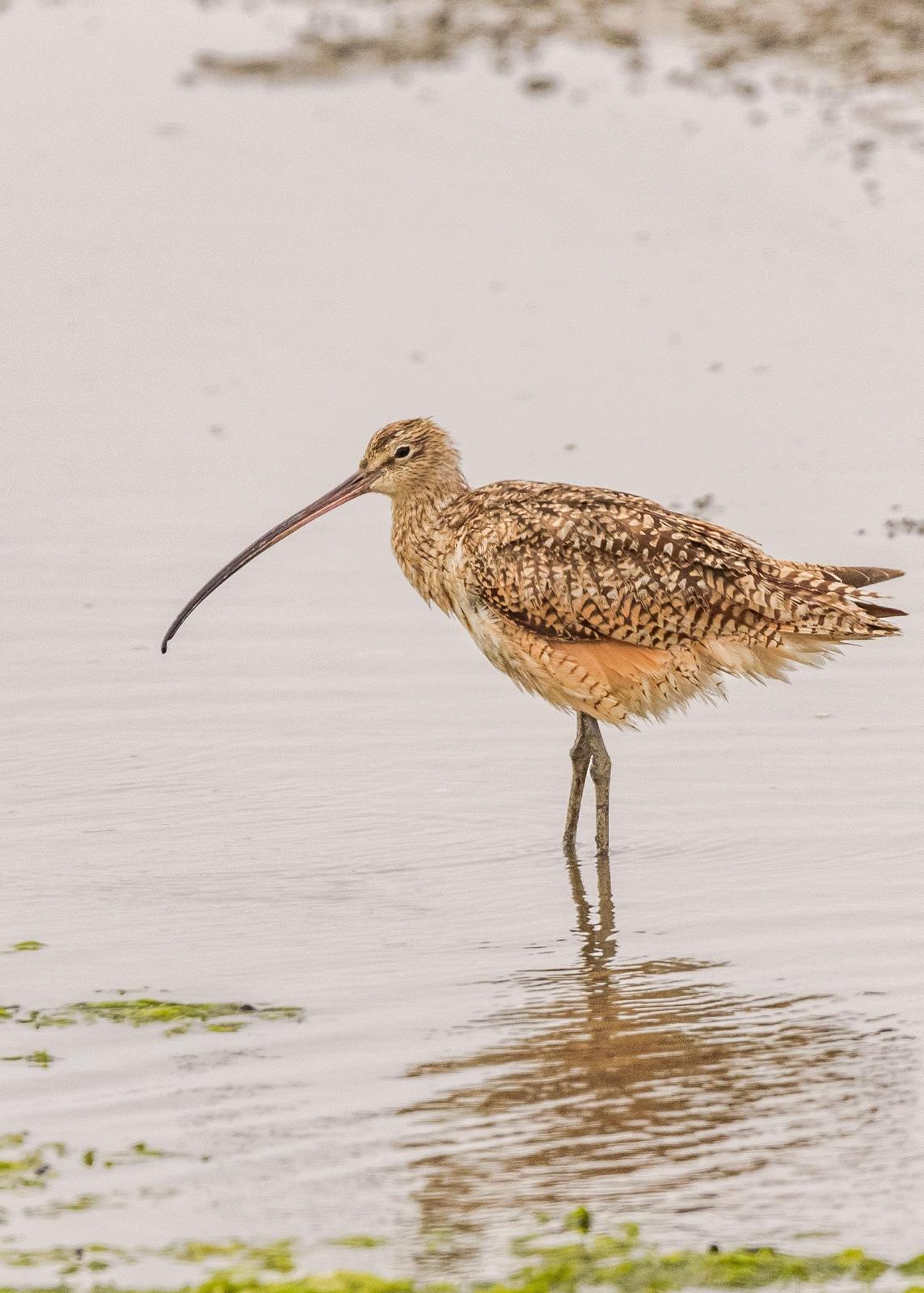 Long-billed Curlew Photo by Keshava Mysore
