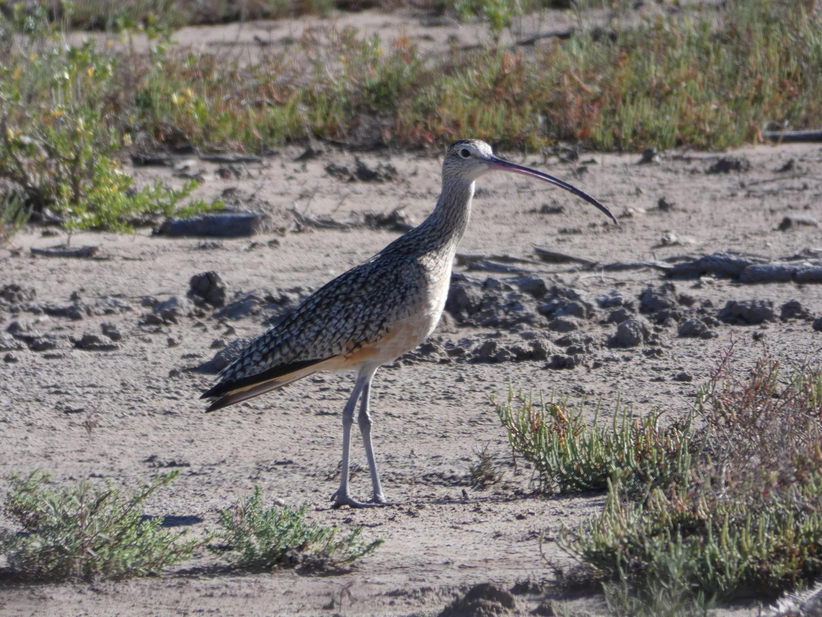 Long-billed Curlew Photo by Phil Ryan