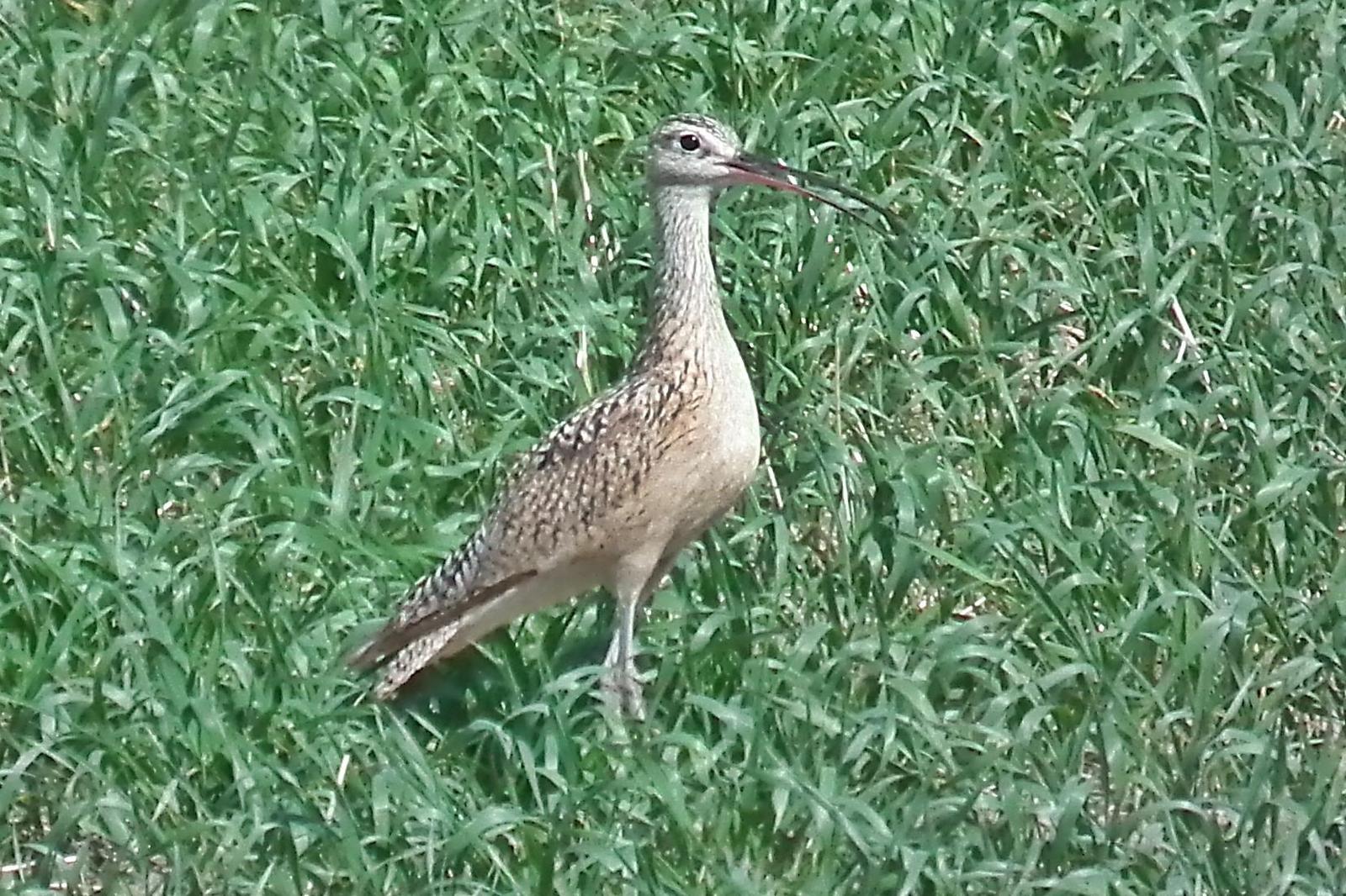 Long-billed Curlew Photo by Enid Bachman