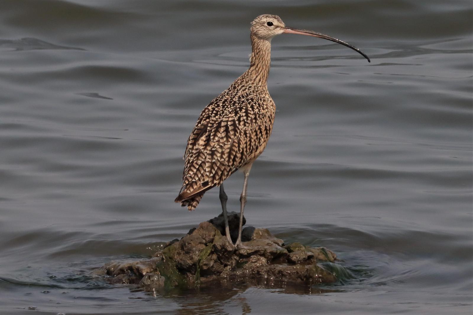 Long-billed Curlew Photo by Richard Jeffers