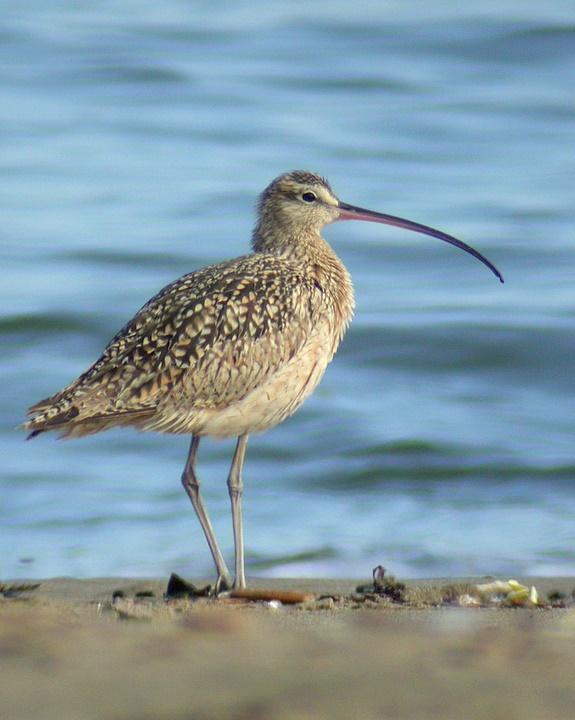 Long-billed Curlew Photo by Mat Gilfedder
